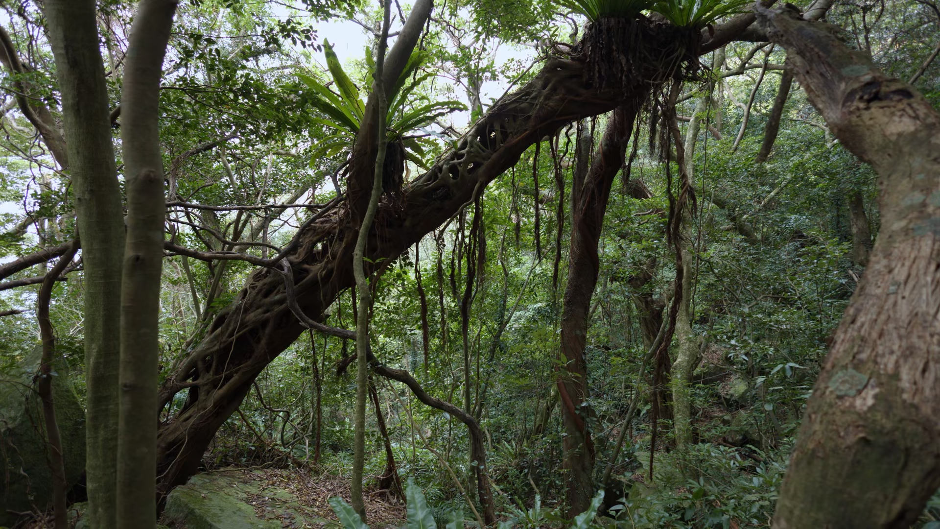 甑島エコツーリズム | 甑島ツーリズム推進協議会